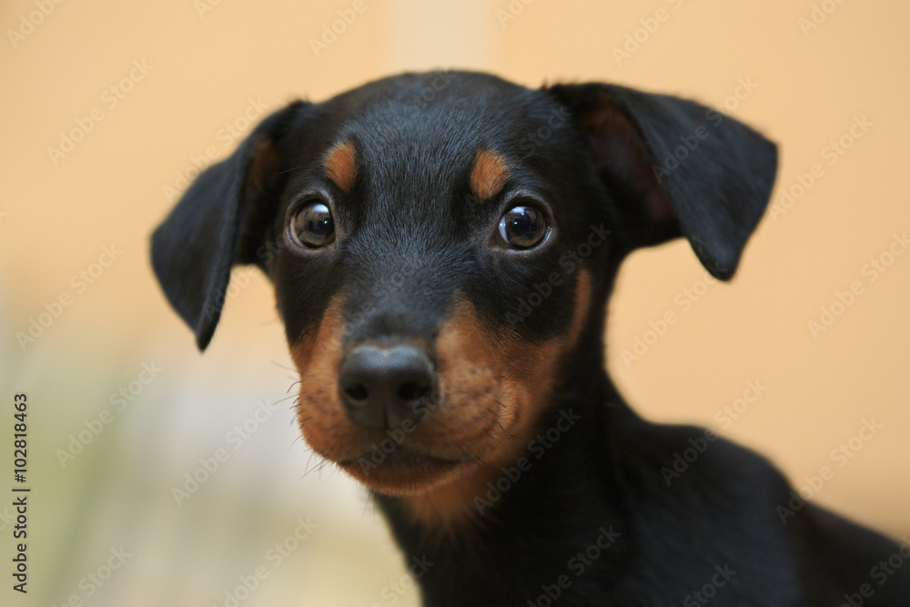 Doberman puppy Doberman puppy