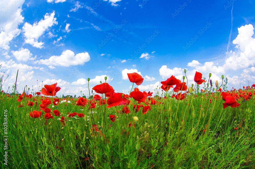 Obraz premium meadow with wild poppies