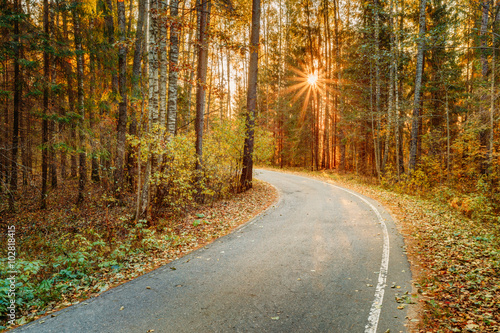 Winding asphalt road path walkway through autumn forest. Sunset 