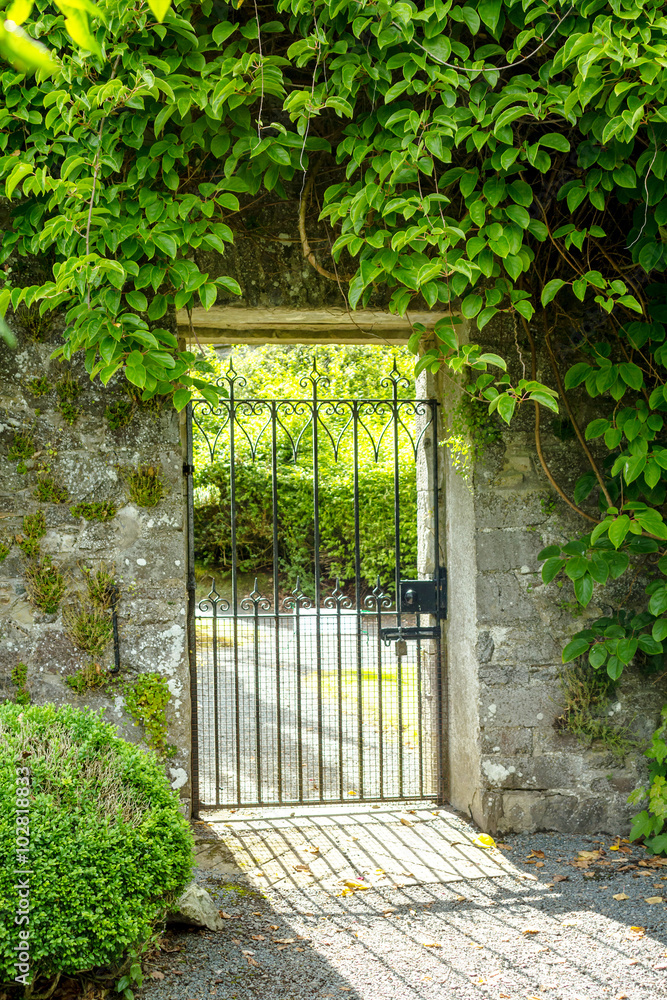 Beautiful old garden gate covered with green ivy.