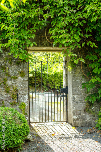 Obraz na płótnie Beautiful old garden gate covered with green ivy. w salonie