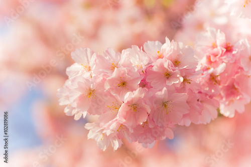 Spring border background with pink blossom