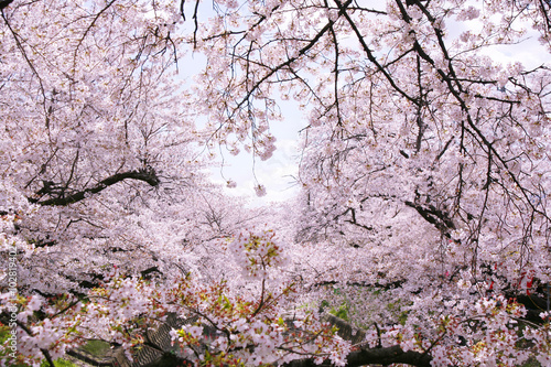 Wallpaper Mural 五条川の桜 Torontodigital.ca