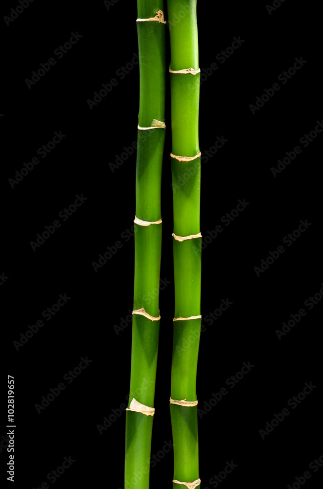 green bamboo isolated on a black background green bamboo isolated on a black background