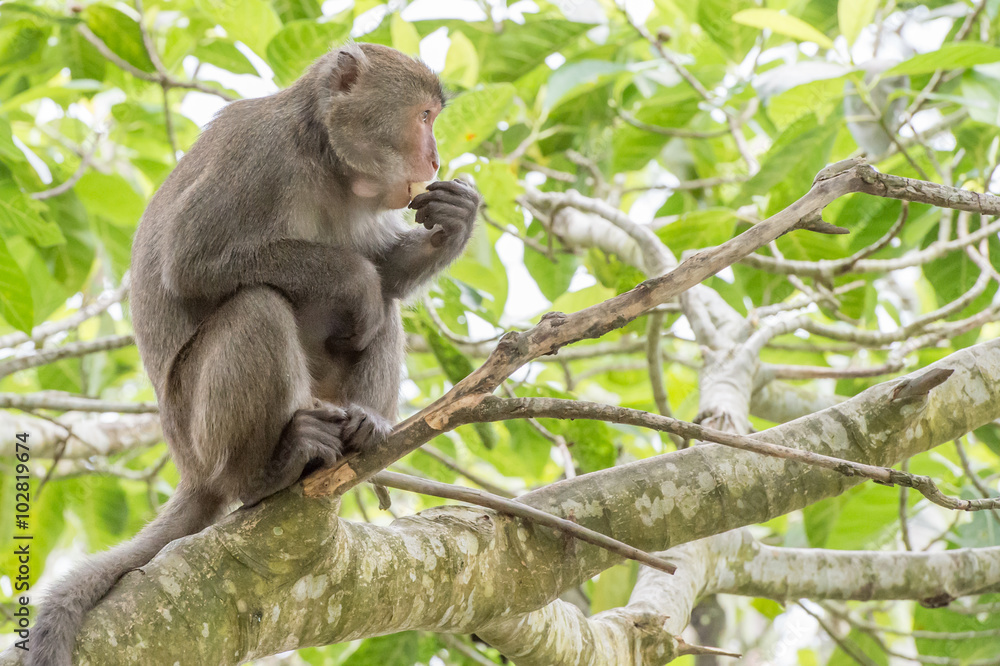 monkey(Macaque)