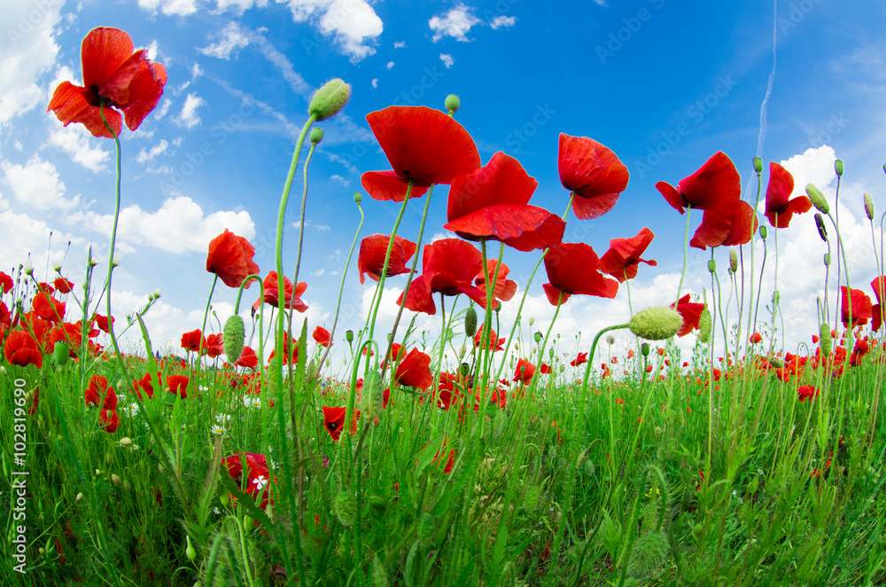 Obraz premium Field of bright red corn poppy flowers in summer