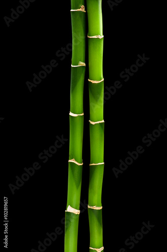 Fototapeta Naklejka Na Ścianę i Meble -  green bamboo isolated on a black background