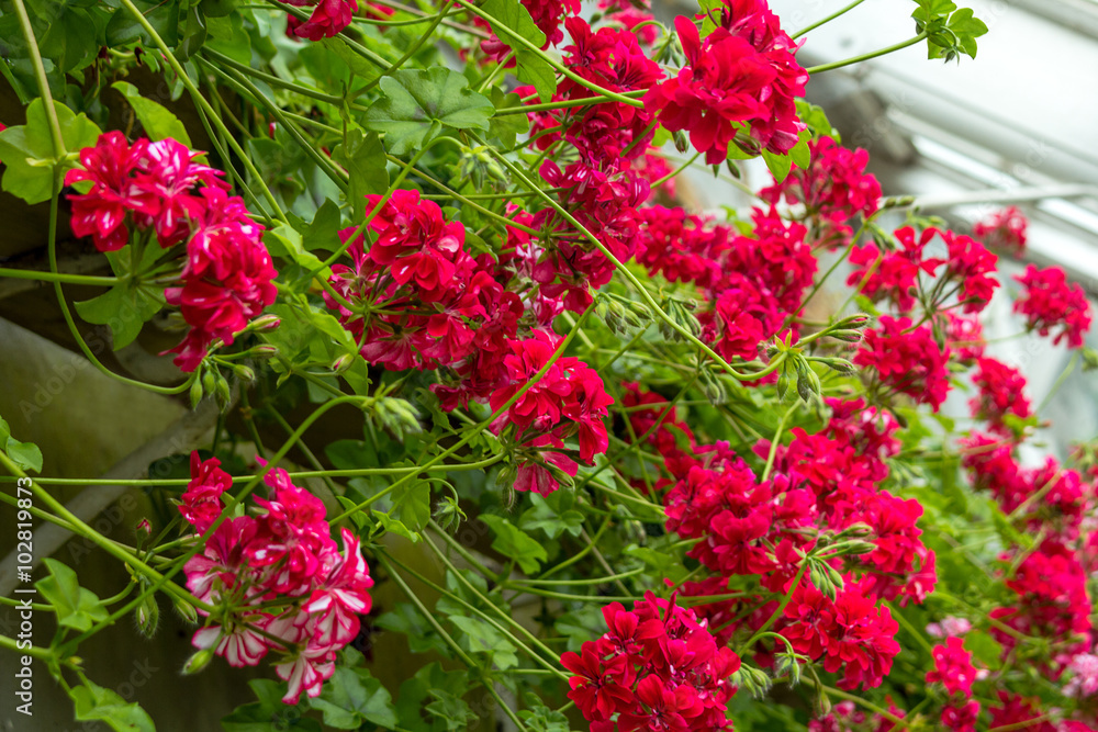 Red trailing pelargonium close up Red trailing pelargonium close up