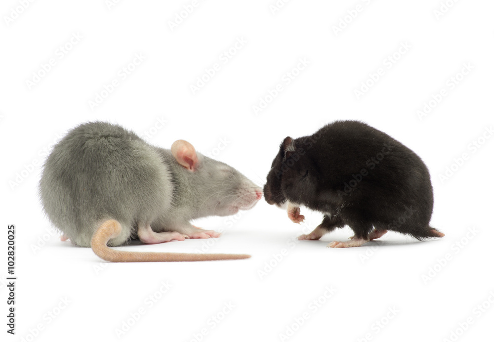 Obraz premium rat isolated on white