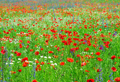 Field of bright red corn poppy flowers in summer