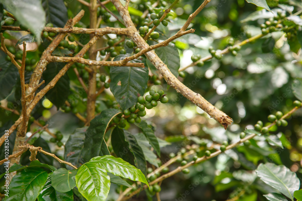 coffee plant with green beans coffee plant with green beans
