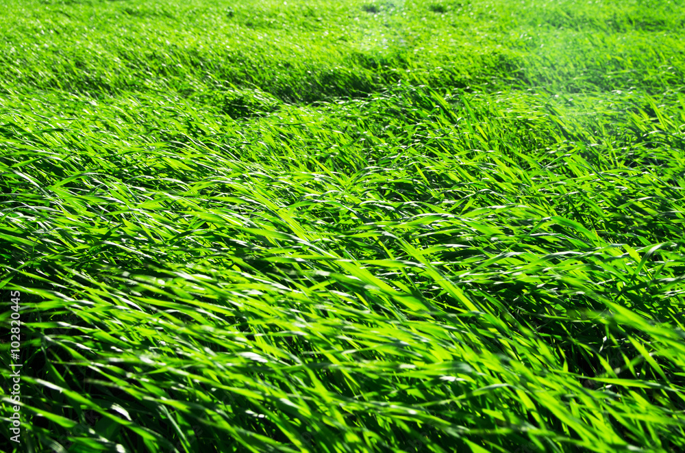 Green grass texture from a field