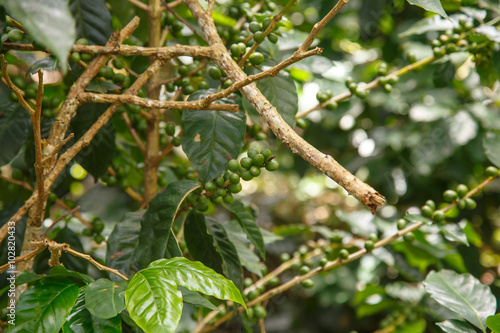 coffee plant with green beans