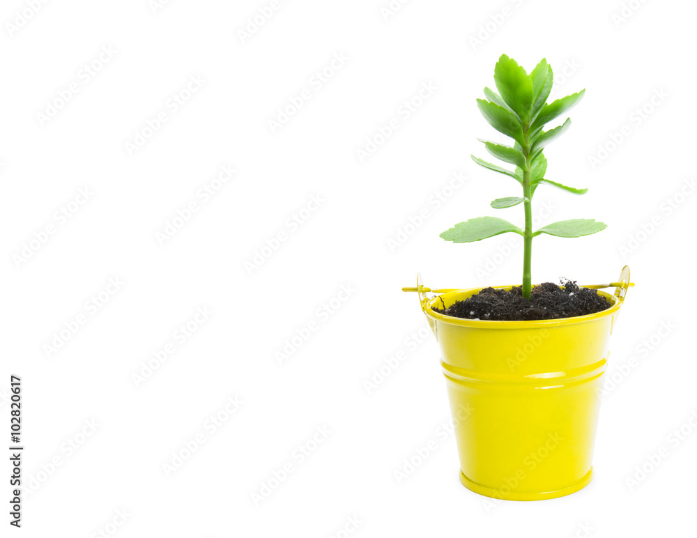 plant tree growing seedling in soil isolated on white plant tree growing seedling in soil isolated on white