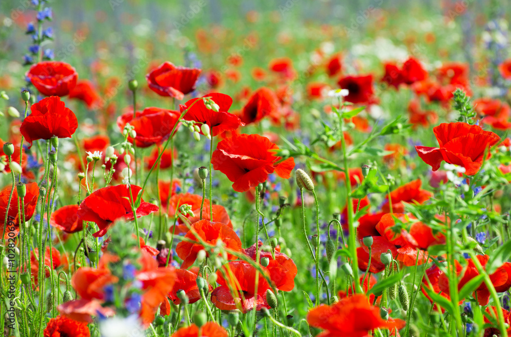 Field of bright red corn poppy flowers in summer