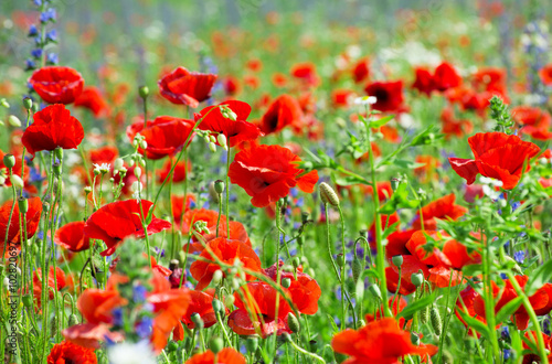 Field of bright red corn poppy flowers in summer