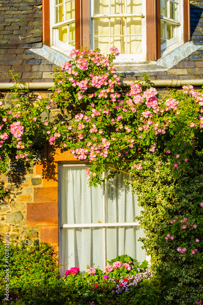 A house with pink climbing roses