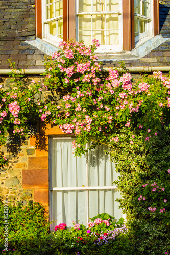 A house with pink climbing roses © JulietPhotography