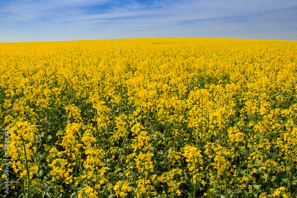 view of yellow rapeseed field in blossom by forest