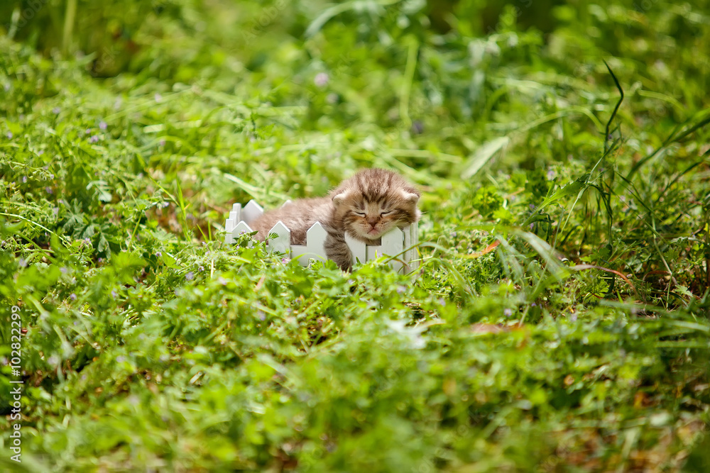 Kitten on nature 