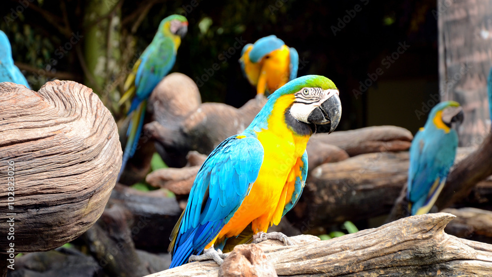 Obraz premium Blue and yellow macaw.