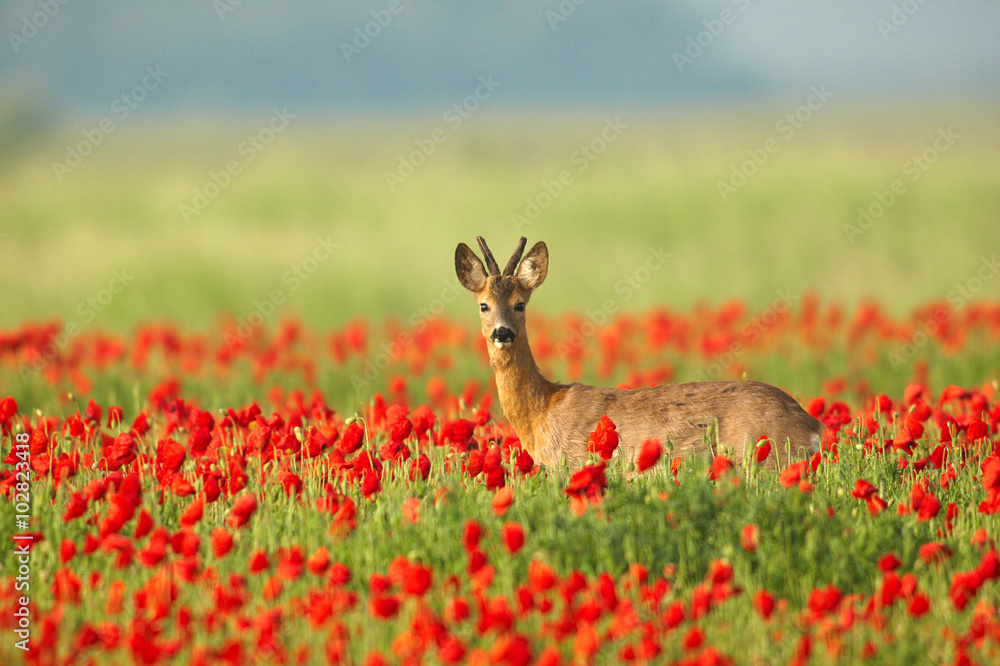 Obraz premium Rotwild