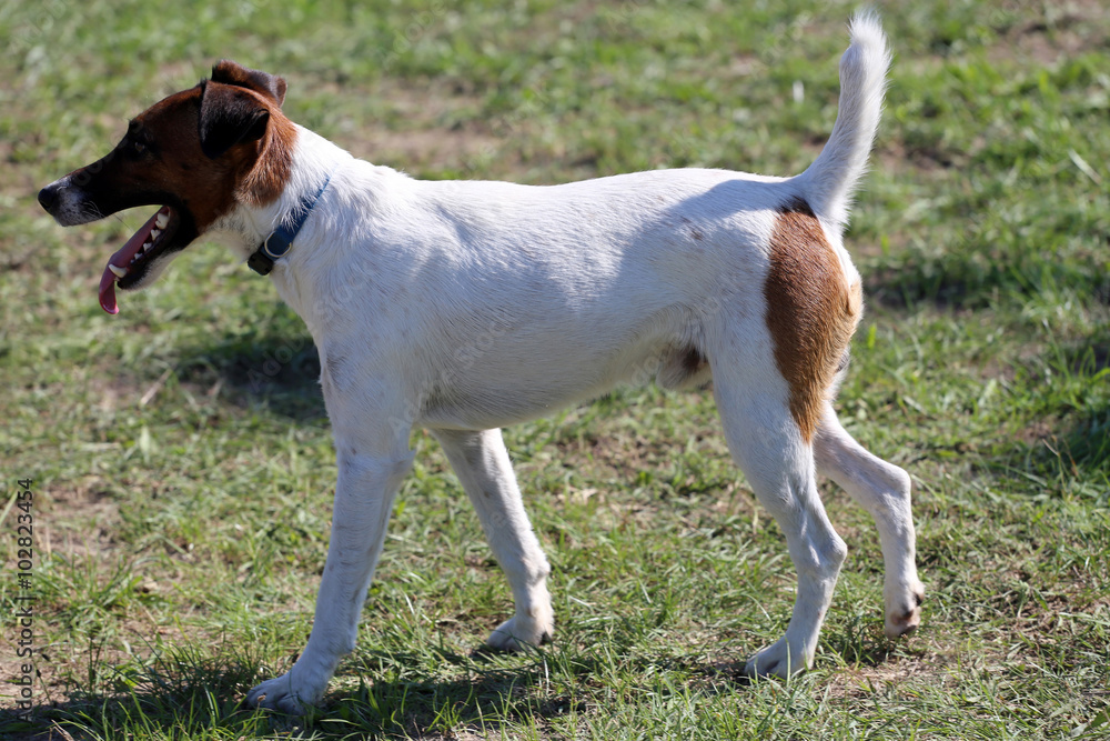 Smooth fox terrier stands in the park