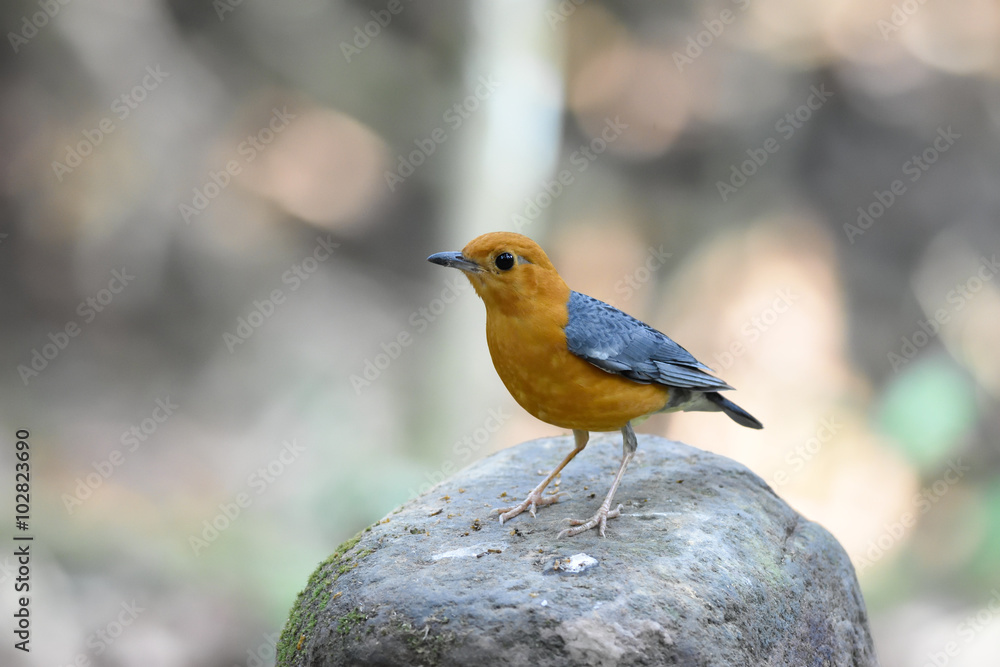 Orange-Headed Thrush Orange-Headed Thrush
