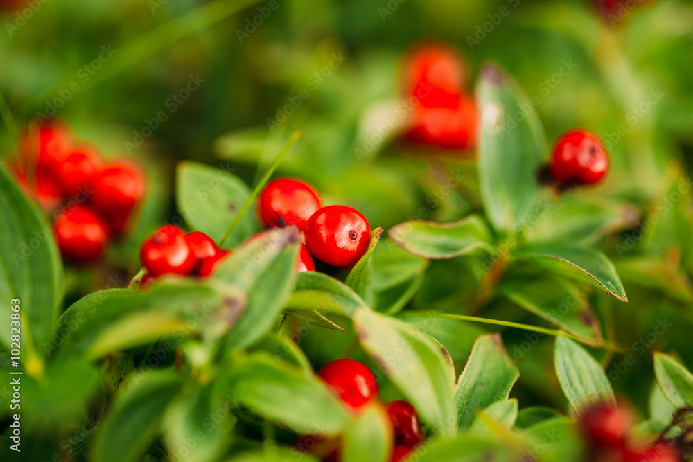 Obraz premium Wild lingon berries closeup, Norway nature.