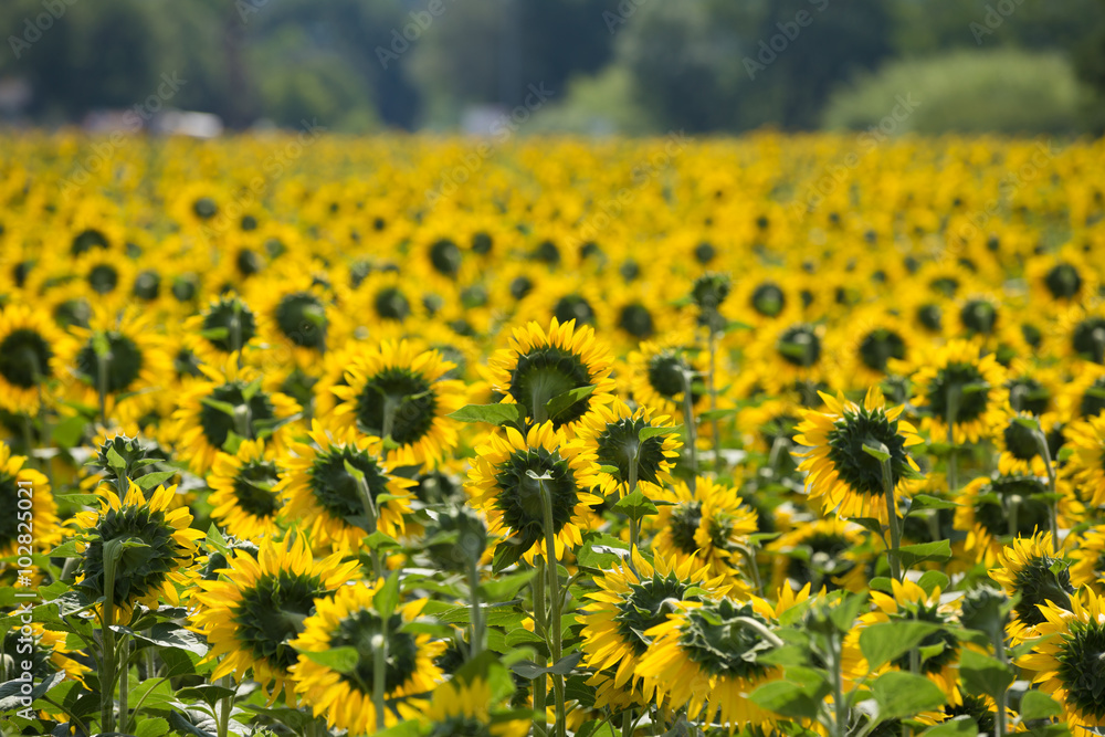 Obraz premium Bright yellow bloomng sunflowers field in sunny summer day