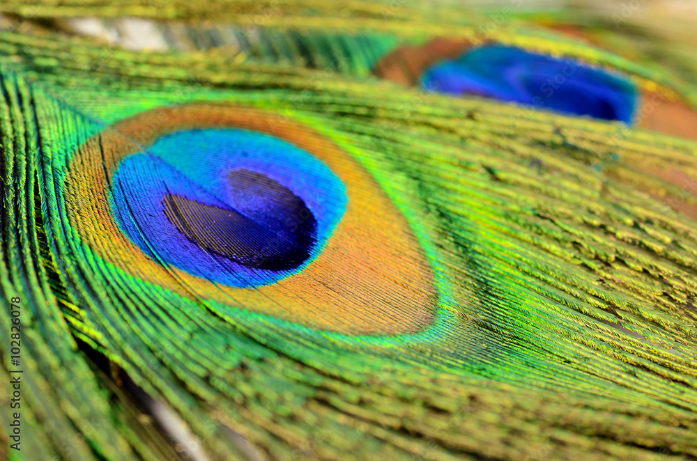 Fototapeta premium Peacock feather texture pattern and color in close-up.
