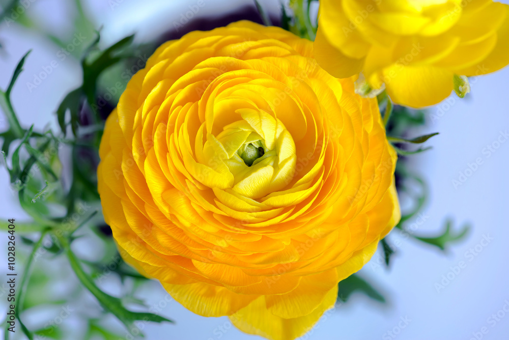 close up of yellow ranunculus flower close up of yellow ranunculus flower