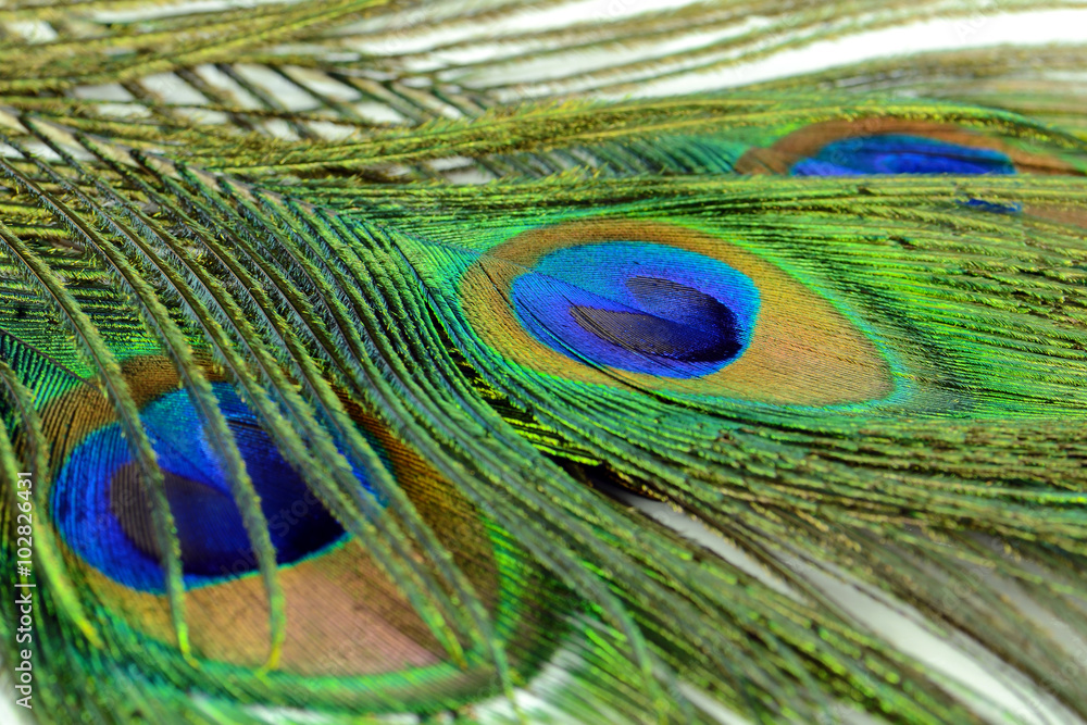 Fototapeta premium Peacock feather texture pattern and color in close-up.