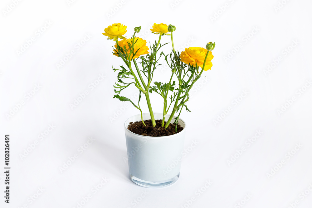 yellow ranunculus flowers in white pot on white yellow ranunculus flowers in white pot on white
