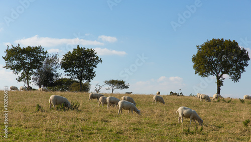 Sheep in a field Blackdown Hills east Devon England UK countryside view 