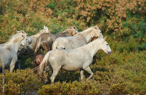 Fotografie Camargue horses in the reserve