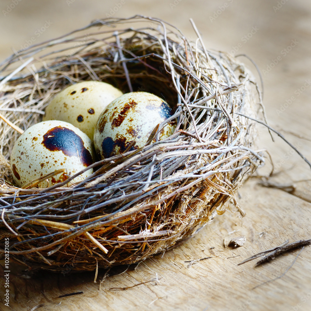 Obraz premium Nest with quail eggs