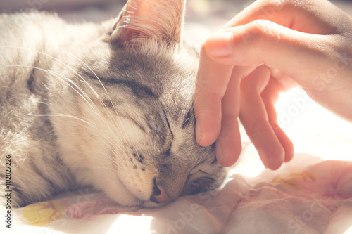 woman hand petting a cat head, love to animals, vintage photo