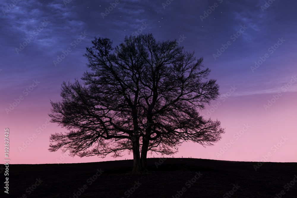 Baum vor Himmel Baum vor Himmel