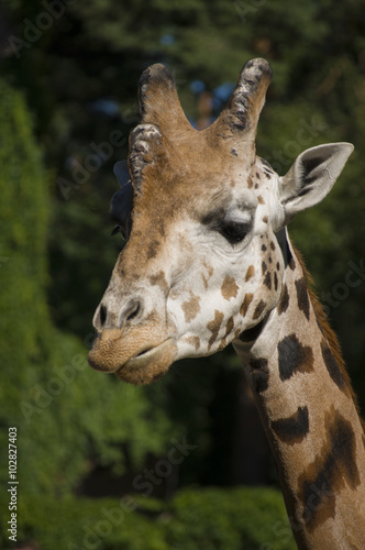 Giraffe portrait © budurfoto