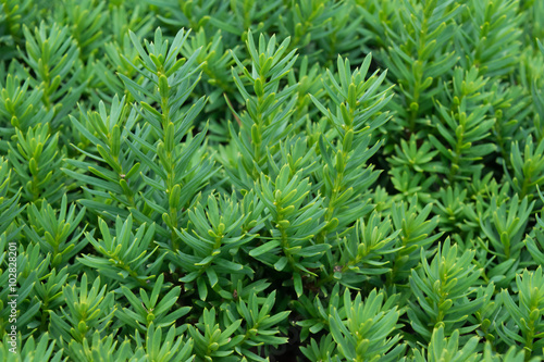 Close up of green bush/ Close of evergreen bush good for texture or backgrounds.