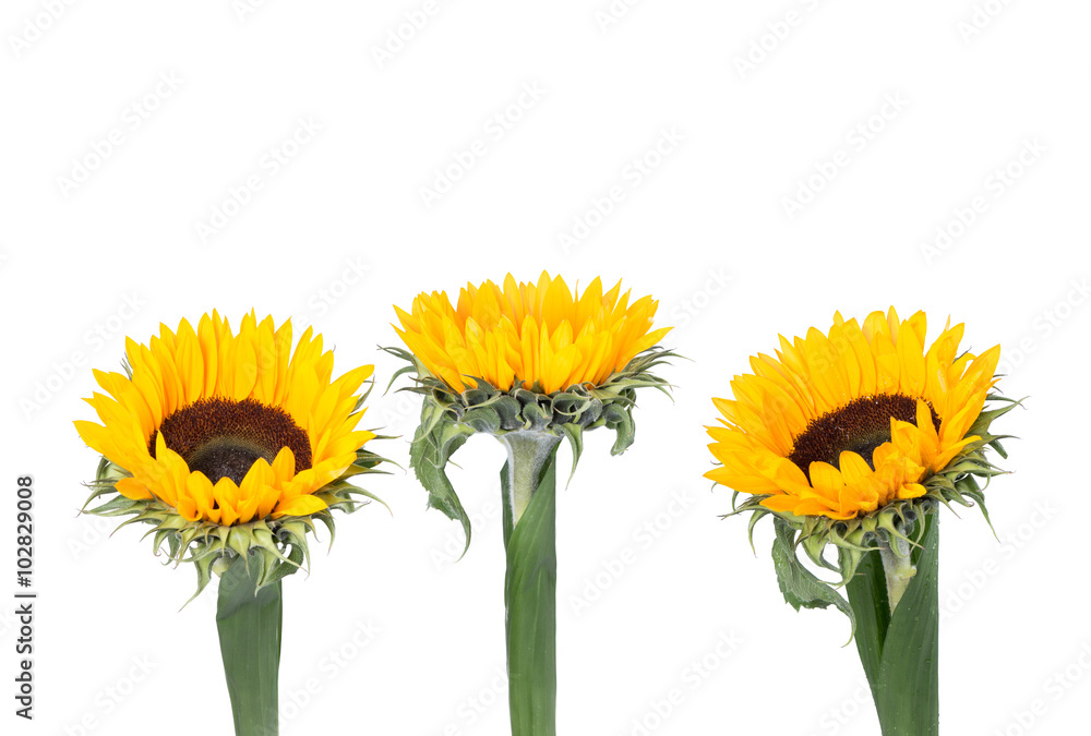 Fototapeta premium sunflower isolated on white background