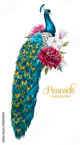 Watercolor peacock with flowers