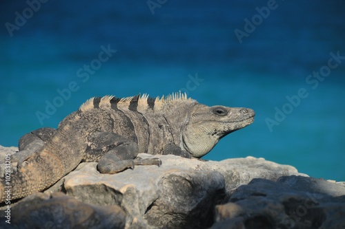 An iguana in front of the Caribbean Sea © sofifoto