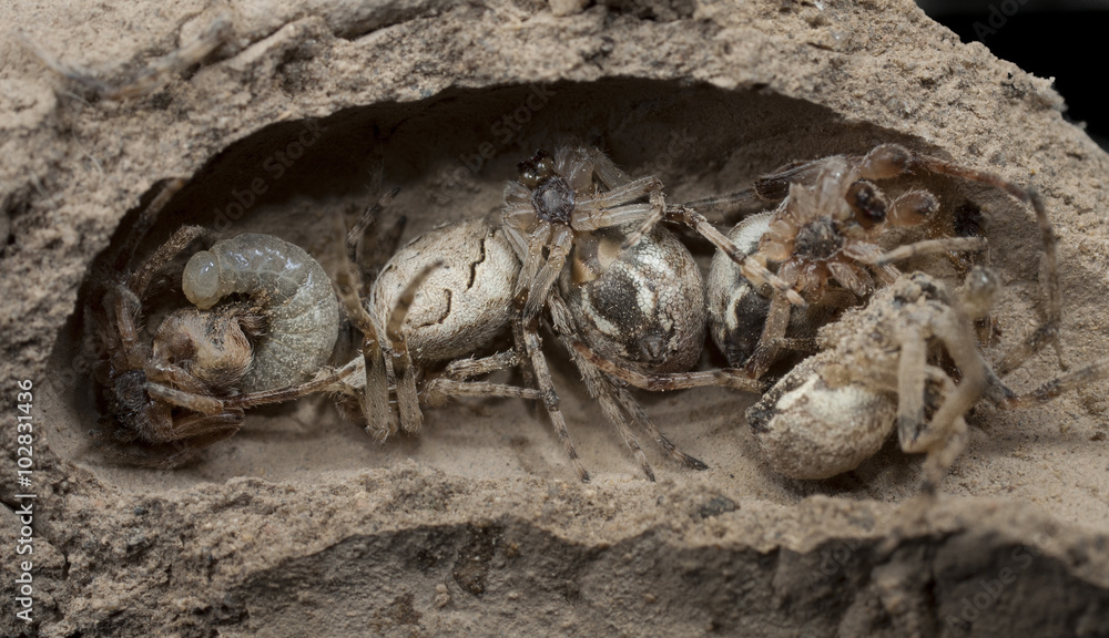 Foto de Avispa alfarera larva Sceliphron spirifex devora arañas paralizadas  en su nido de barro do Stock
