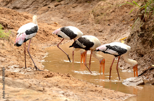 Marabu stork. National park Uda Walawe, Sri Lanka. Asia. photo