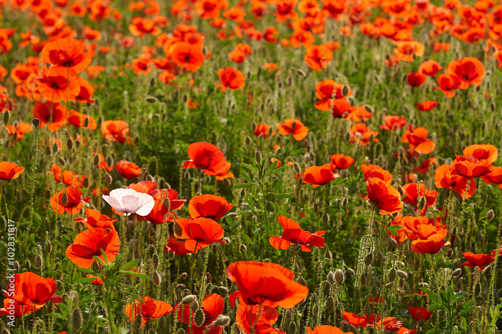 Mohn Mohn