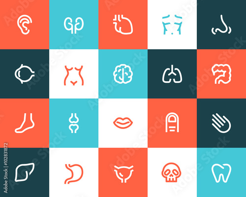 Human anatomy icons. Flat style