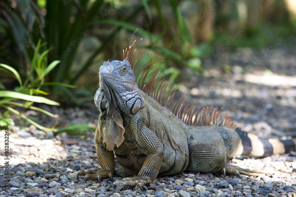 Fototapeta premium One turtle iguana