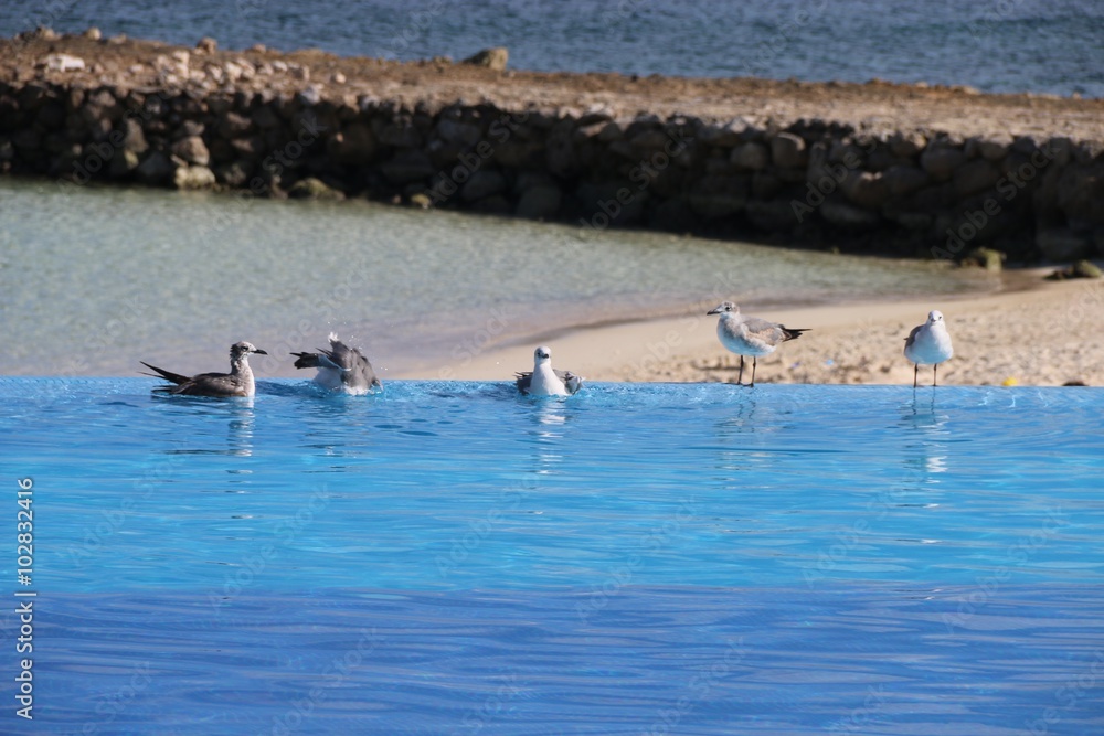 Fototapeta premium birds in the swimming pool 